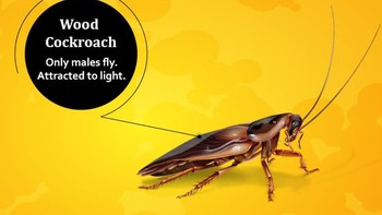 Sesuai namanya, Wood cockroach kerap ditemukan di alam terbuka dan tinggal di daerah dengan penuh kayu seperti pohon. Foto: cockroachfacts.com