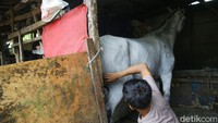 Perawatan dilakukan mulai dari memasang sepatu atau tapal kuda.