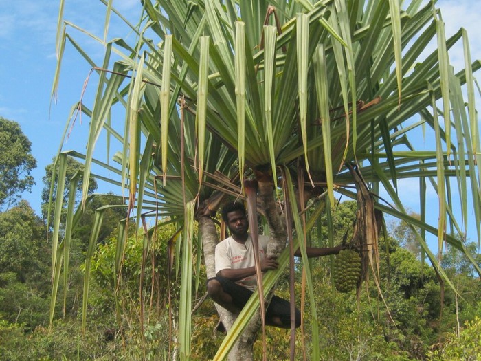 kelapa hutan