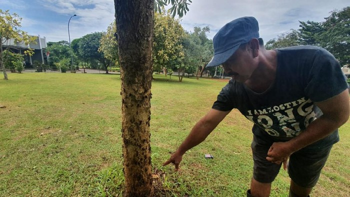 Ribuan ular menyerang perumahan warga di Kabupaten Bekasi