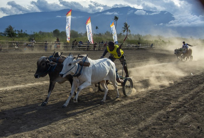 Lomba sapi gerobak tradisional berlangsung di kawasan Sigi, Sulawesi Tengah, akhir pekan lalu. Lomba ini digelar untuk melestarikan nilai-nilai budaya setempat.