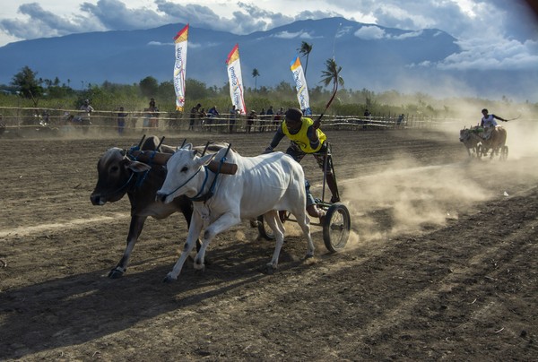 Sejumlah peserta memacu sapinya saat mengikuti lomba sapi gerobak tradisional di Desa Mpanau, Sigi, Sulawesi Tengah, Minggu (8/3) kemarin.