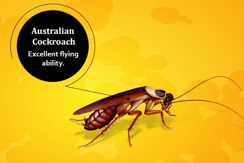 Tenang, foto yang ditampilkan bukan kecoak asli kok hanya ilustrasi. Ini dia deretan kecoak yang bisa terbang dan yang tidak.