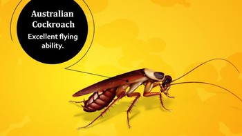 Australian cockroach punya bentuk yang mirip American cockroach tapi yang membedakan adalah warna kuning pada sekitaran kepala dan sayap. Foto: cockroachfacts.com