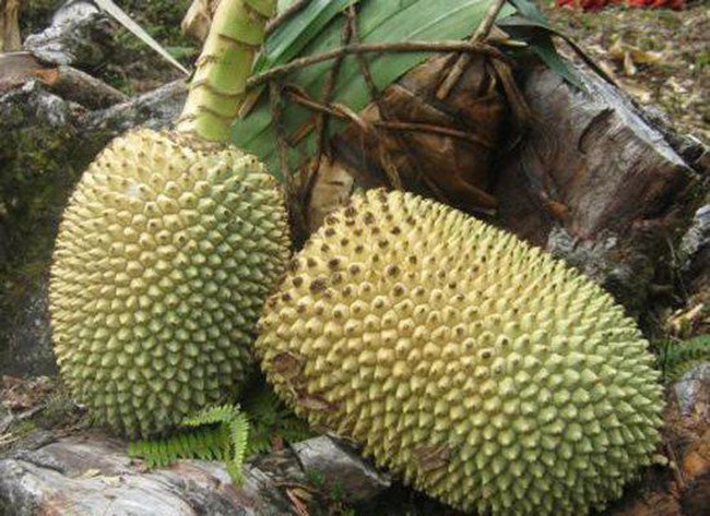 Papua Punya Woromo, Kelapa Hutan yang Bentuk dan Rasanya Unik