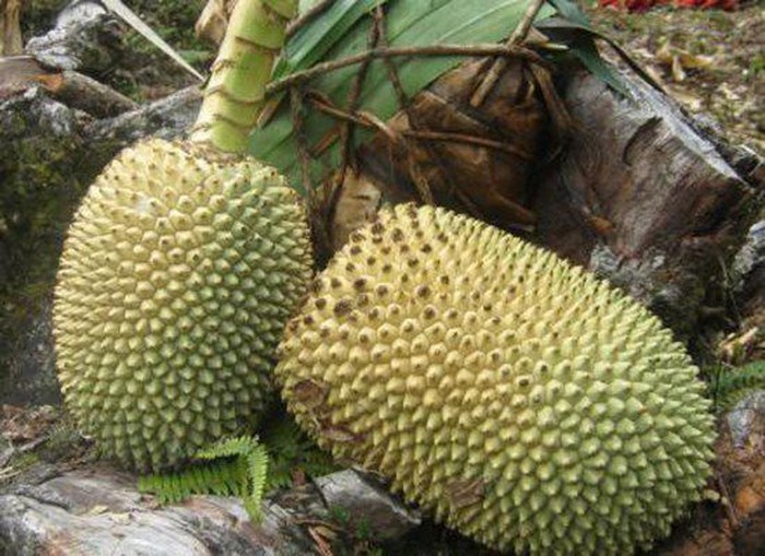 kelapa hutan