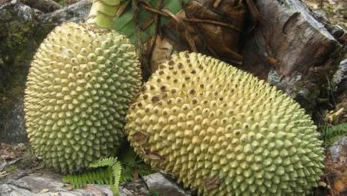 kelapa hutan