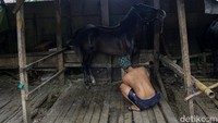 Kuda-kuda ini setiap harinya terus dirawat.