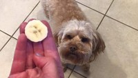 Fenomena pareidolia ini sering tampil dalam berbagai makanan. Salah satunya di permukaan buah pisang yang muncul sosok wajah mirip anjing imut. Foto: Boredpanda