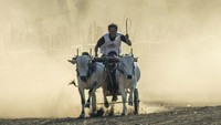 Lomba sapi gerobak tradisional ini rutin diselenggarakan oleh warga di kawasan Sigi, Sulawesi Tengah.