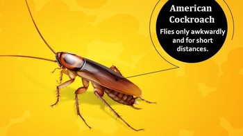 American cockroach dikenal sebagai kecoa yang berukuran besar dan biasanya senang untuk hidup di alam bebas. Tapi begitu masuk ke rumah, kecoa ini banyak berulah dengan hinggap ke makanan. Foto: cockroachfacts.com