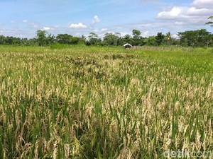 Emprit, Tikus, dan Dilema Hama Padi