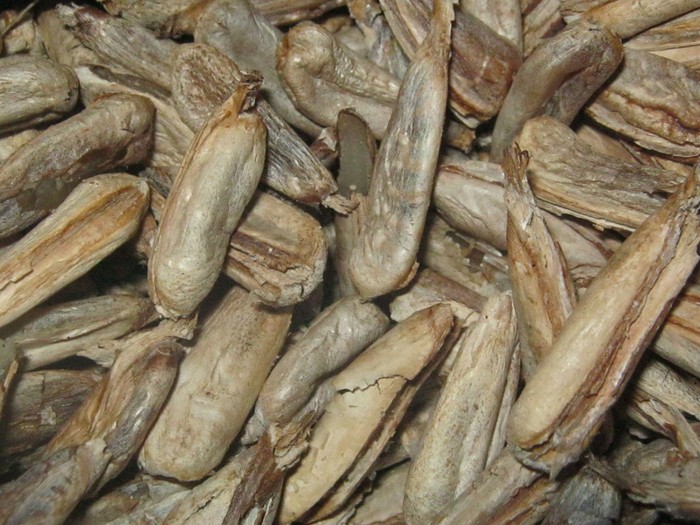kelapa hutan