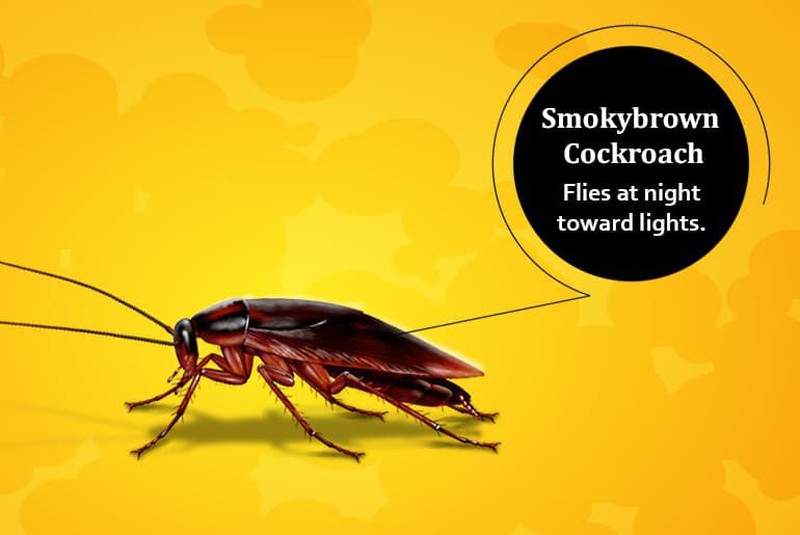 Tenang, foto yang ditampilkan bukan kecoak asli kok hanya ilustrasi. Ini dia deretan kecoak yang bisa terbang dan yang tidak.