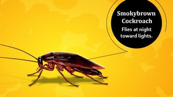 Smoky brown cockcroach sedikit lebih kecil dari American roaches. Mereka memiliki warna cokelat kemerahan dengan antena panjang dan sayap panjang. Foto: cockroachfacts.com