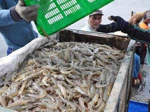 Jawaban KKP soal Udang RI Ditarik AS Lagi Gegara Tudingan Radioaktif