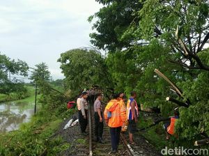 Hujan Deras Disertai Angin Kencang, 6 Pohon Tumbang di Jalur KA Pasuruan