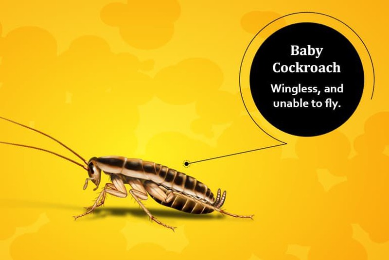 Tenang, foto yang ditampilkan bukan kecoak asli kok hanya ilustrasi. Ini dia deretan kecoak yang bisa terbang dan yang tidak.