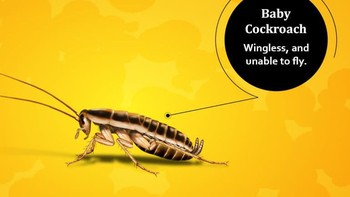 Kecoa yang masih kecil atau bayi, tidak bisa terbang karena sayap yang belum berkembang dengan baik. Foto: cockroachfacts.com