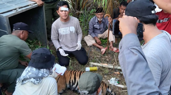 Seekor harimau Sumatera yang berada tidak jauh dari permukiman masyarakat Subulussalam, Aceh ditangkap.