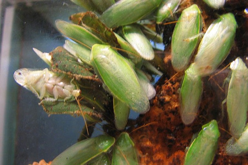 Tenang, foto yang ditampilkan bukan kecoak asli kok hanya ilustrasi. Ini dia deretan kecoak yang bisa terbang dan yang tidak.