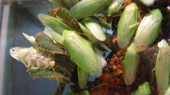 Kecoa yang satu ini gesit dan sering ditemukan. Mereka memiliki panjang sekitar satu inch dan sering menghuni lokasi yang tinggi. Mereka suka nongkrong di pohon dan semak dan kadang-kadang meluncur ke rumah melalui jendela yang terbuka. Foto: cockroachfacts.com