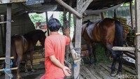 Kuda-kuda ini diberikan pakan setiap hari.