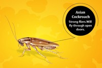 Tenang, foto yang ditampilkan bukan kecoak asli kok hanya ilustrasi. Ini dia deretan kecoak yang bisa terbang dan yang tidak.