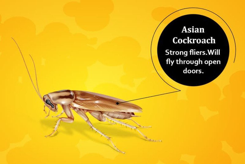 Tenang, foto yang ditampilkan bukan kecoak asli kok hanya ilustrasi. Ini dia deretan kecoak yang bisa terbang dan yang tidak.