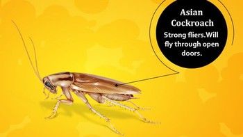 Asian cockroach senangnya bertelur di tempat-tempat seperti rerumputan. Mereka punya warna yang lebih muda dan -- terbang dengan sangat baik. Foto: cockroachfacts.com