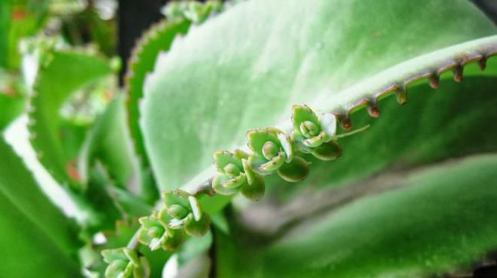 5 Manfaat Cocor Bebek untuk Kesehatan dan Cara Pengolahannya