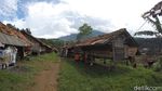 Embekk! Kampung Kambing di Desa Cibuntu