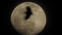 Siluet sebuah burung di supermoon tertangkap kamera di kawasan Kansas, Missouri, Amerika Serikat.