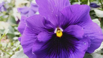 Reno3 punya kamera Super Macro. Dengan jarak 3 cm bisa memotret bunga cantik ini (Oppo)