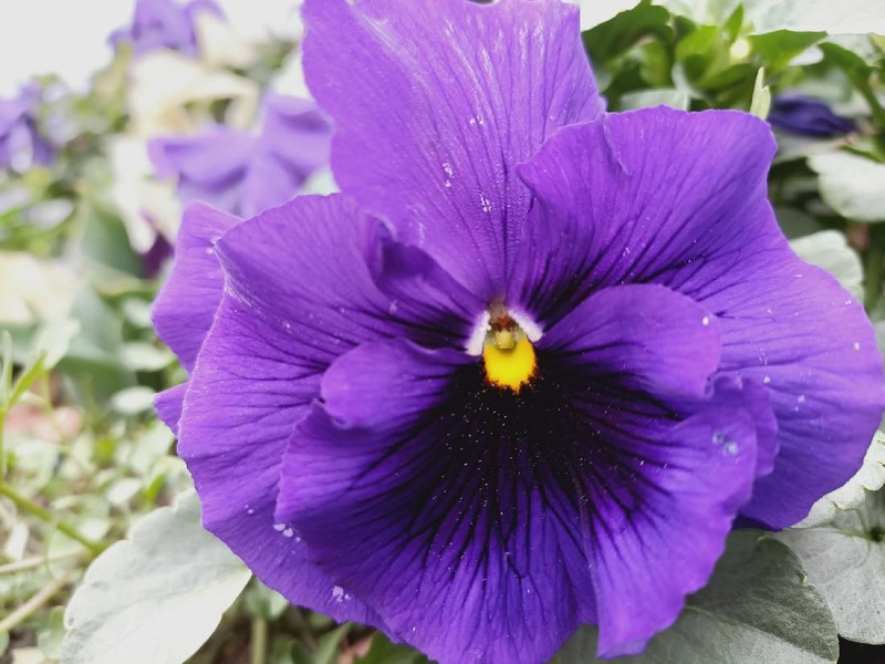 Hasil Foto Oppo Reno3 di Italia-Swiss