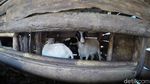 Embekk! Kampung Kambing di Desa Cibuntu