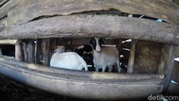Kampung Kambing mulai dibangun pada tahun 1980-an. Kampung kambing dibuat demi alasan kesehatan warga.