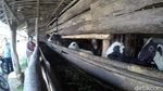 Embekk! Kampung Kambing di Desa Cibuntu