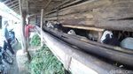 Embekk! Kampung Kambing di Desa Cibuntu