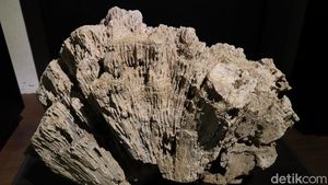 Foto: Batu-batu Tak Biasa di Museum Geologi Bandung