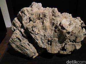 Foto: Batu-batu Tak Biasa di Museum Geologi Bandung