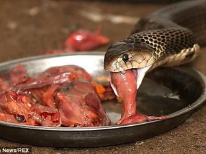 Makan Empedu Ular Mentah, Paru-paru Pria Ini Dipenuhi Cacing