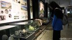 Foto: Batu-batu Tak Biasa di Museum Geologi Bandung