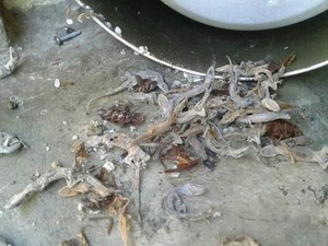 Waduh! Ada Puluhan Bangkai Cicak Bersarang Dalam Rice Cooker