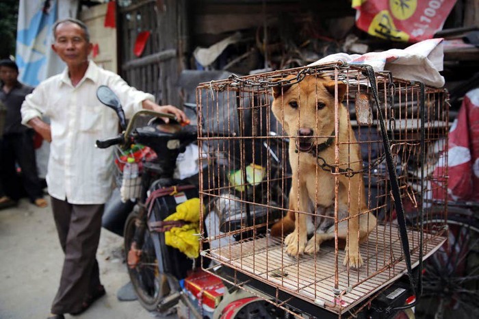 Pasar Chatuchak jual hewan liar