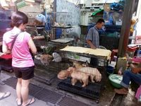 Virus Corona Merebak, Pasar Chatuchak Tetap Jual Daging Hewan Liar