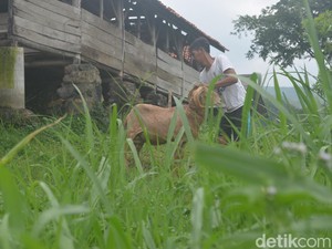 Berwisata di Kampung Domba Cibuntu, Kuningan