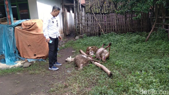 domba mati keracunan rumput