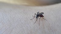 Menurut American Mosquito Control Association (AMCA) jumlah spesies nyamuk lebih dari 3,000 spesies di seluruh dunia. Di Indonesia ada sekitar 457 jenis. (Getty Images/iStockphoto/ruiruito)