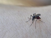 Australia Kasih Travel Warning ke Bali, karena Banyak Nyamuk DBD